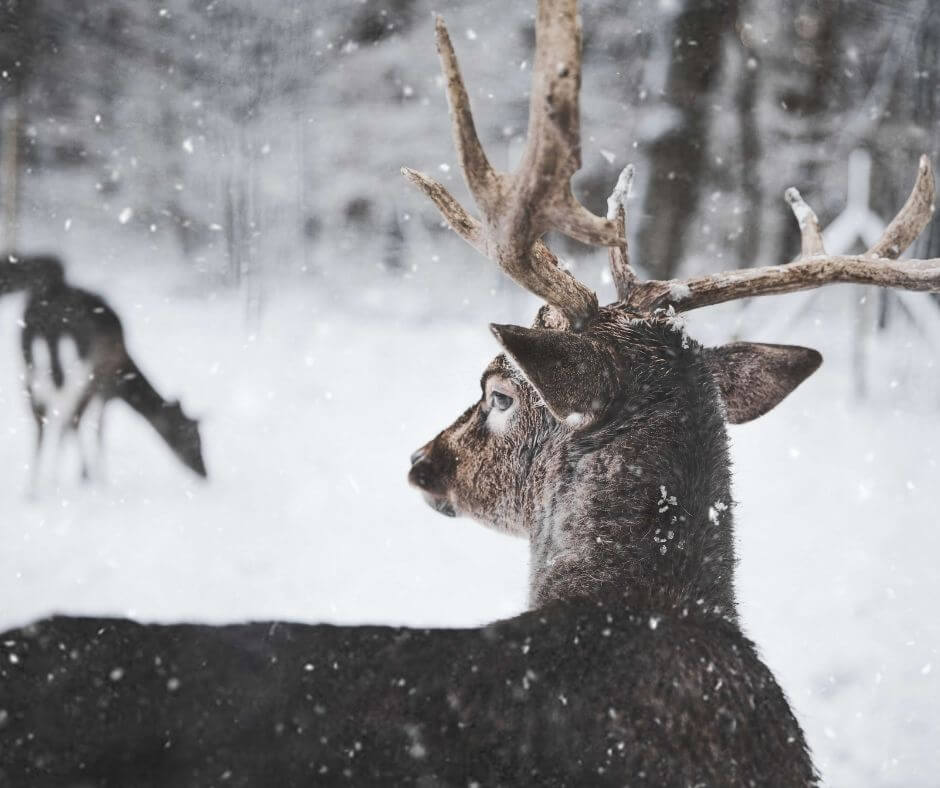 How To Hunt Winter Whitetails Without Freezing To Death Heatedhunter