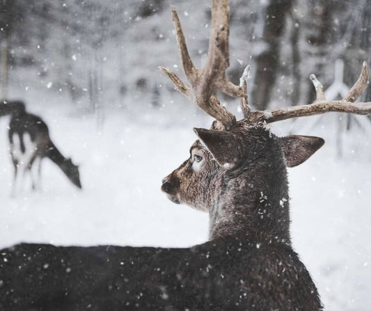 How to Hunt Winter Whitetails Without Freezing to Death?