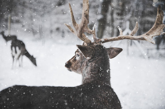 How to Hunt Deer in the Snow